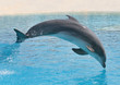 Delphin