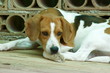 beagle