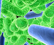 Virus