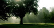 Pluie de lumière sur putting green