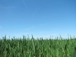 Herbe nature