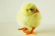 Chick