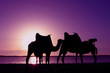 maroc