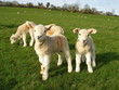 Spring Lambs