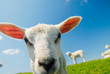 curious lamb in spring curious lamb in spring