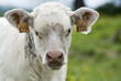 Elevage Charolais