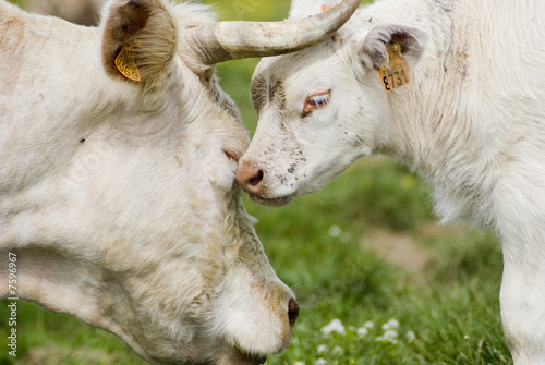 Elevage Charolais