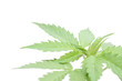 plant de cannabis 01