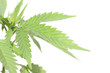 plant de cannabis