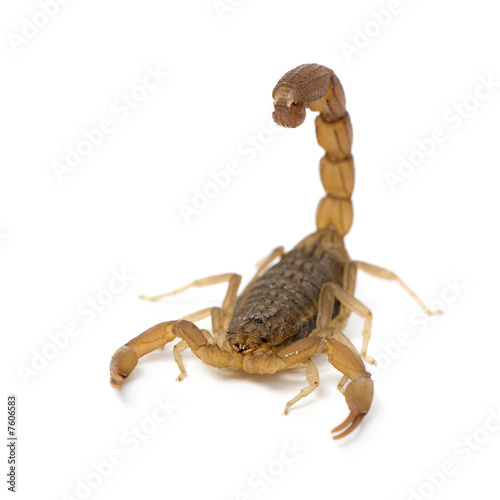 Scorpion - Hottentotta hottentotta
