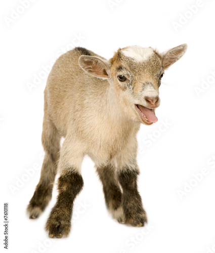 Young Pygmy goat Young Pygmy goat