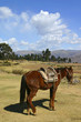 Cheval Peruvien