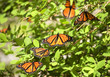 Monarch Butterflies Monarch Butterflies
