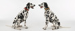 Dalmatians Face to Face