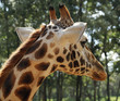 Giraffe portrait