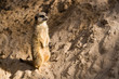 Suricate or Meerkat
