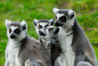 ring-tailed lemur family
