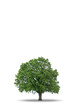 Baum 2