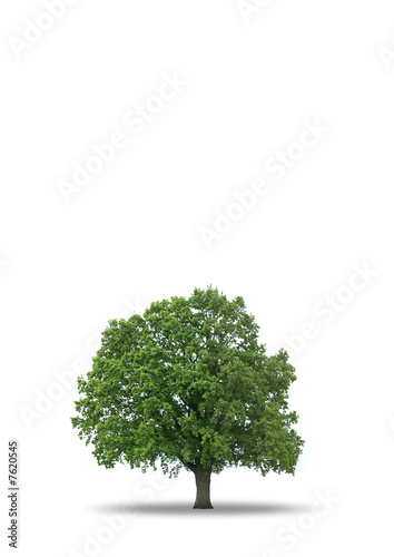 Illustration: Baum 2 Baum 2