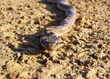 Coronelle girondine Coronelle girondine