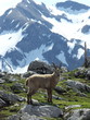 un bouquetin en montagne
