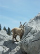 un bouquetin en montagne