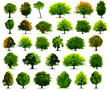Vector trees Vector trees