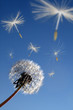 Pusteblume