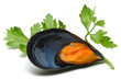 Mussels Mussels