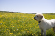chien nature