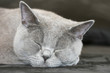 Kater Goldblick Kater Goldblick