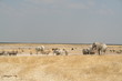 Foto: An einem Wasserloch in Etosha An einem Wasserloch in Etosha