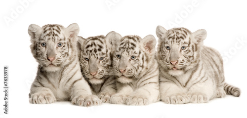 White Tiger cub (2 months)