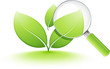 jeune plante analysée