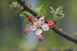 Apple flower Apple flower