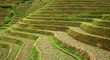 riziere en terrasse, chine, region du guangxi