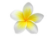 Frangipani(plumeria) flower isolated on white