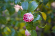 Camelia