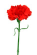 rote Nelke