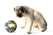 pug and earth