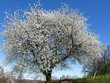 Printemps