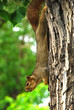 Grey Squirrel Hanging Around