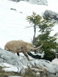 un bouquetin en montagne