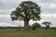 Boabab and giraffe