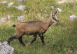 Cabri de chamois en charteuse Cabri de chamois en charteuse