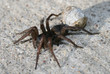 Wolf Spider with Egg Sac