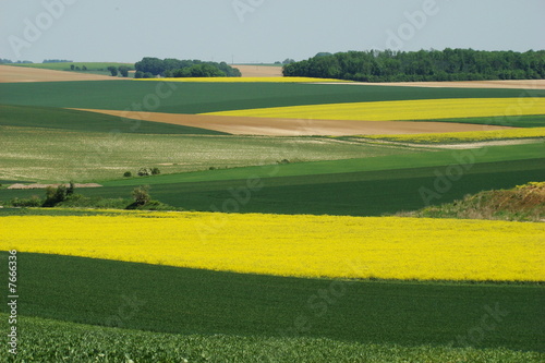 Cultures de colza et de blé,Aisne,Picardie
