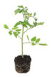 Young tomato plant