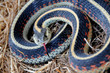 Northern Coastal Gardner Snake