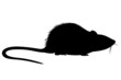 Rat two